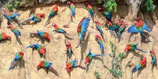 Bird Watching Tours 1