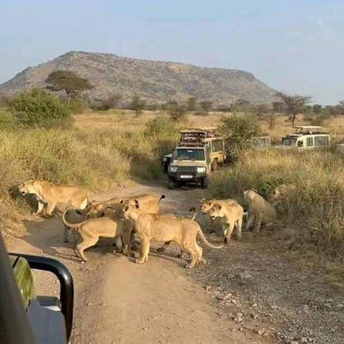 Lion & Wildlife Safari Tour 1
