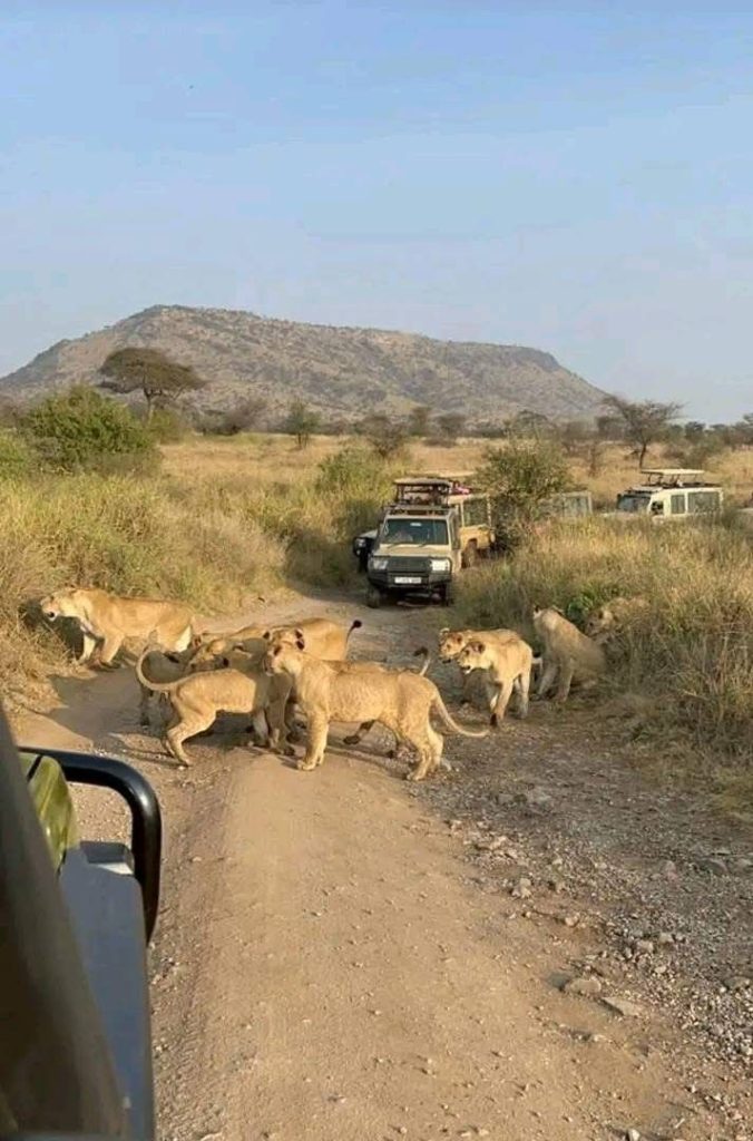 Lion & Wildlife Safari Tour 1
