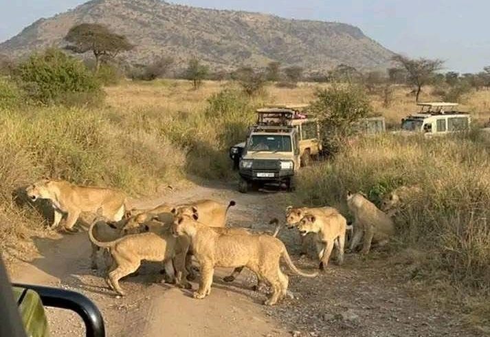 Lion & Wildlife Safari Tour 1
