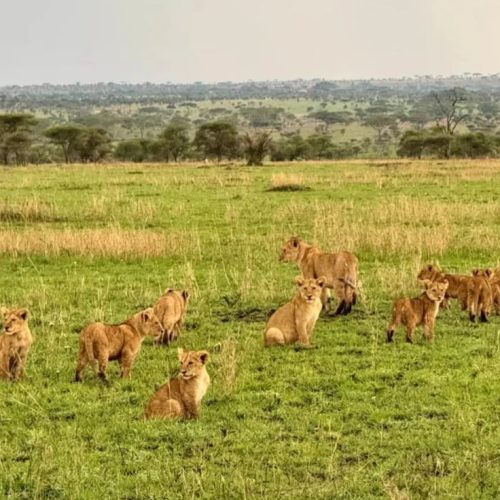 Lion & Wildlife Safari Tour 3