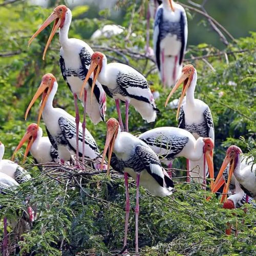 Bird Sanctuary Mumbai