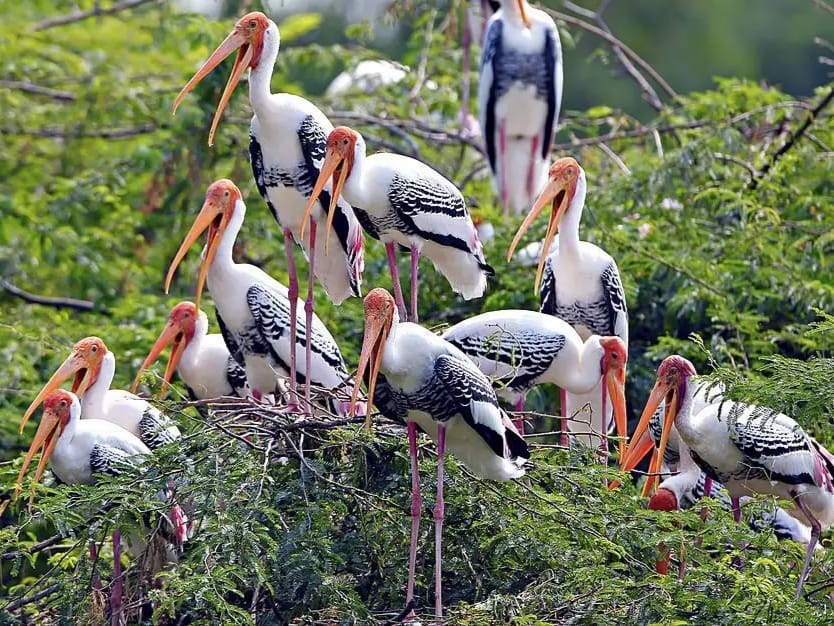 Bird Sanctuary Mumbai