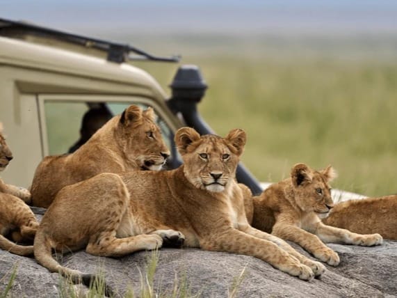 Lion 3