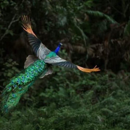 Peacock