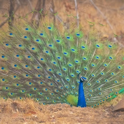 Peacock