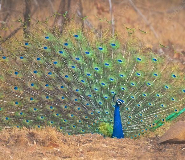 Peacock