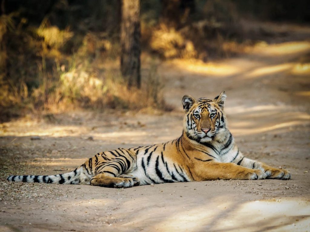 Pench Park