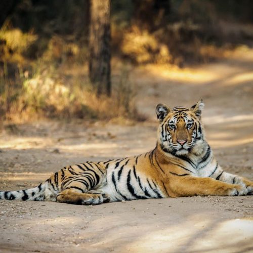 Pench Park