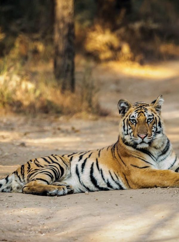 Pench Park