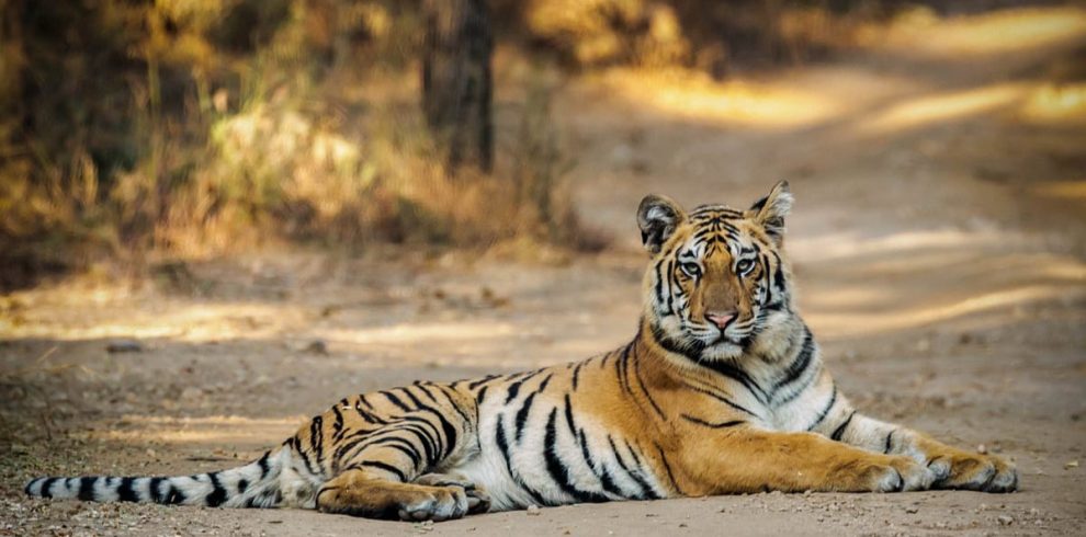 Pench Park
