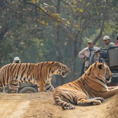 Jungle safari