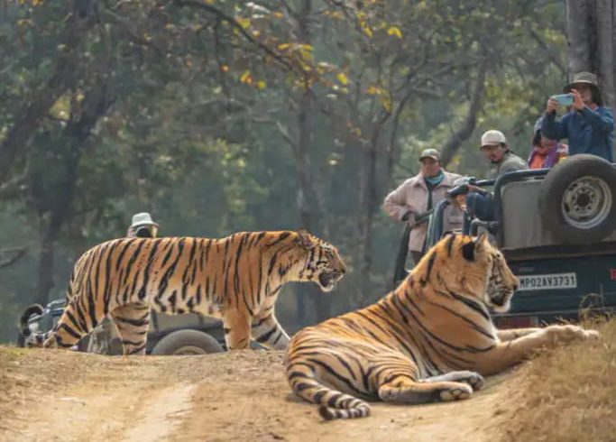 Jungle safari