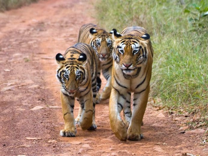 Jungle Safari Mumbai