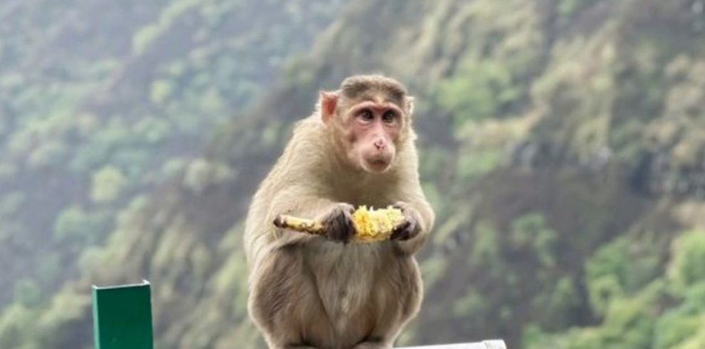 Panchgani 2